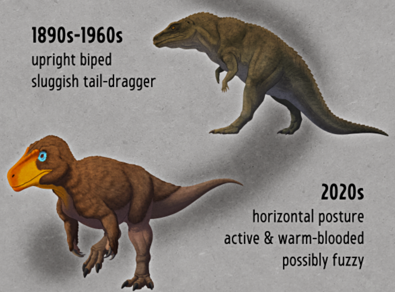 Megalosaurus bucklandii over time