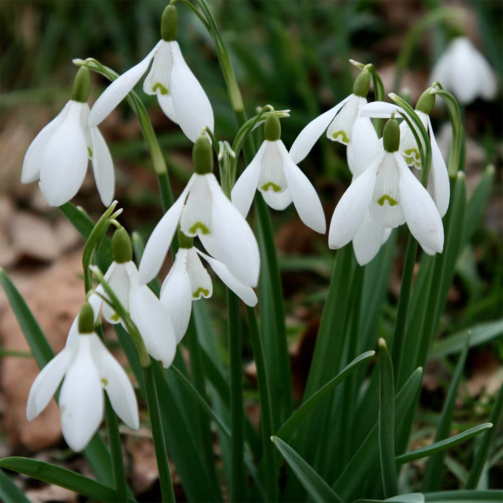 Common Snowdrop (Galanthus nivalis)